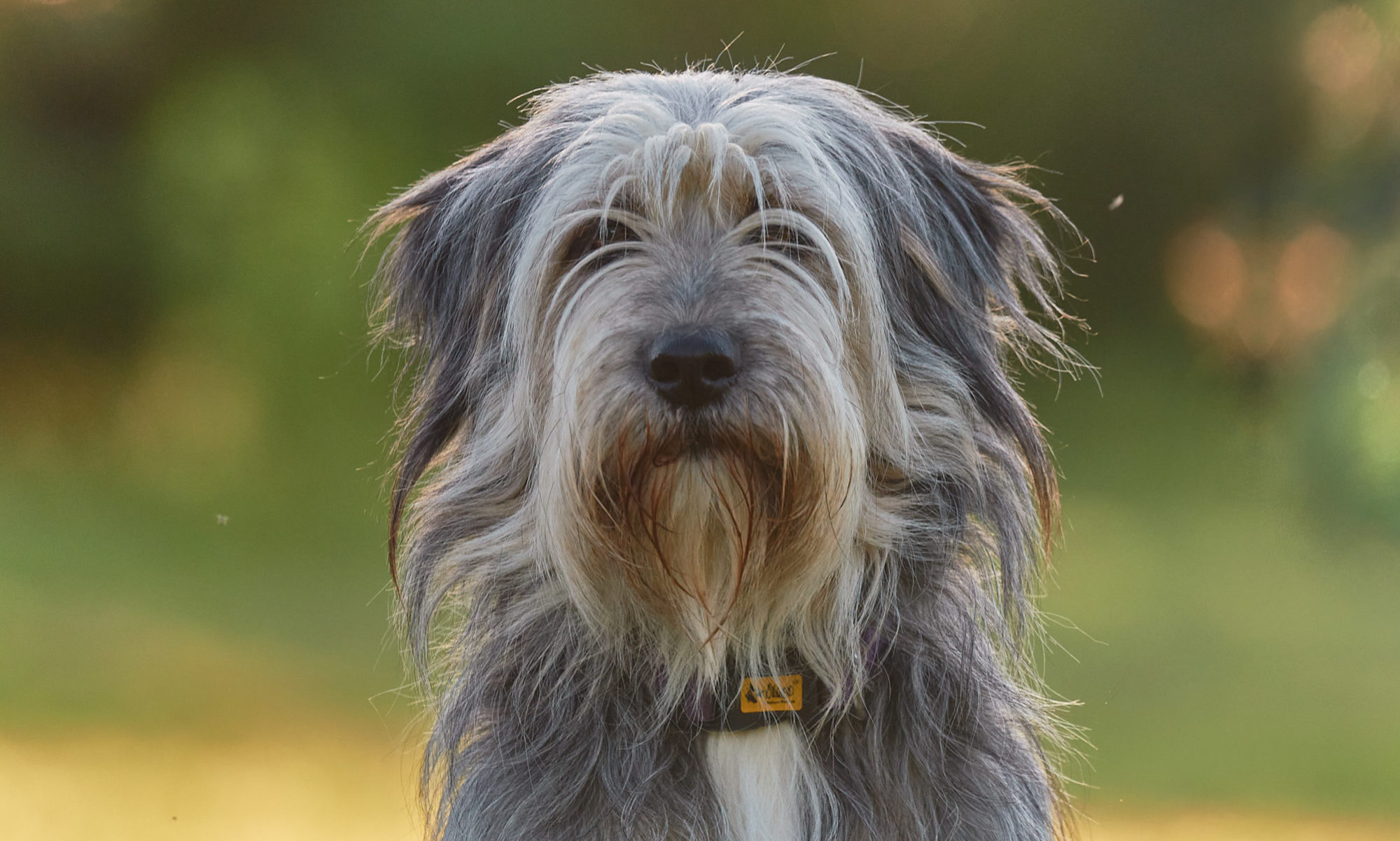 hundeportrait