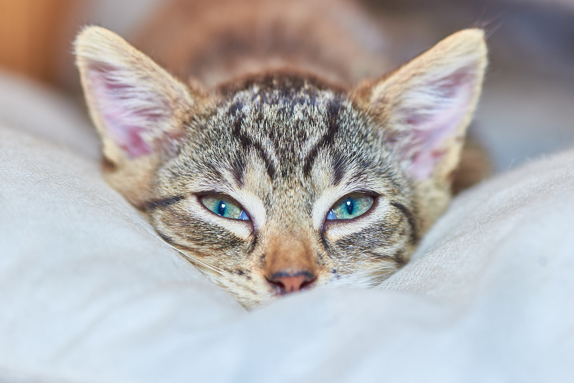 unsere Katzen