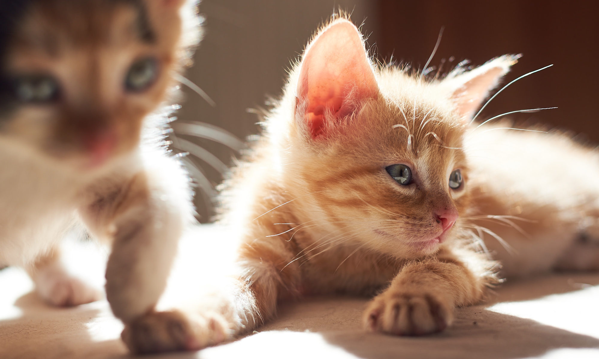baby katzen