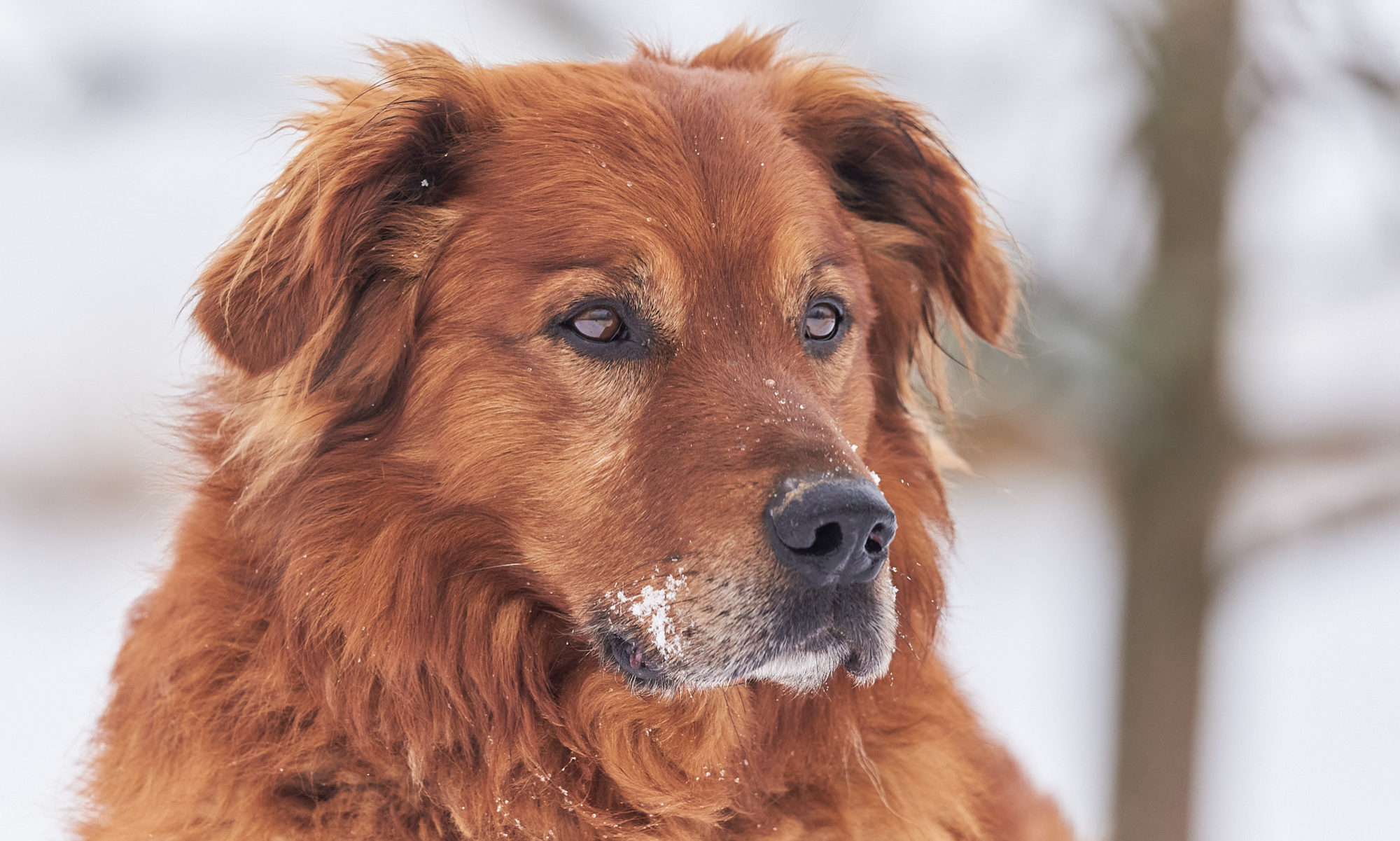 hundeportrait