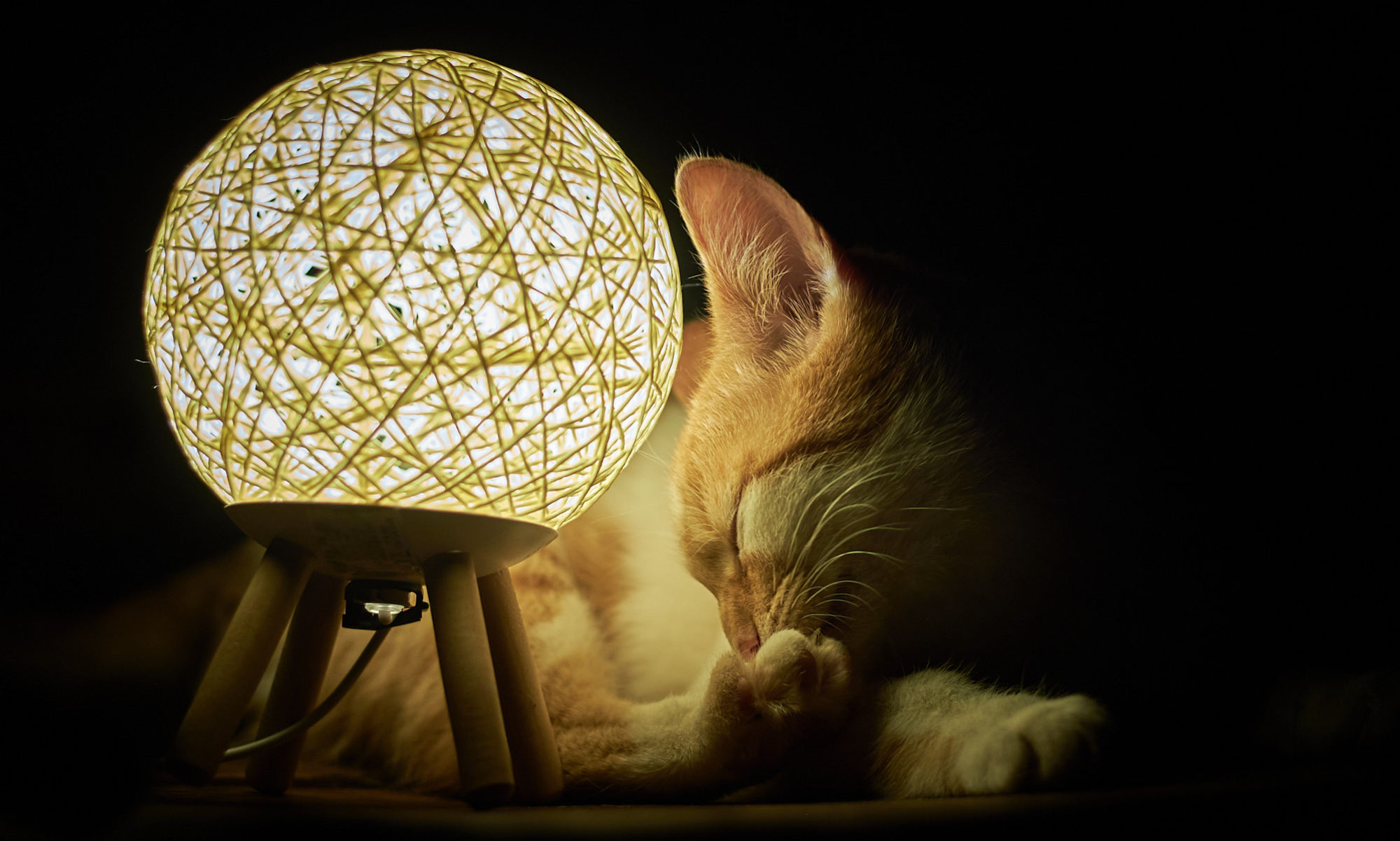 katze im lampenschein