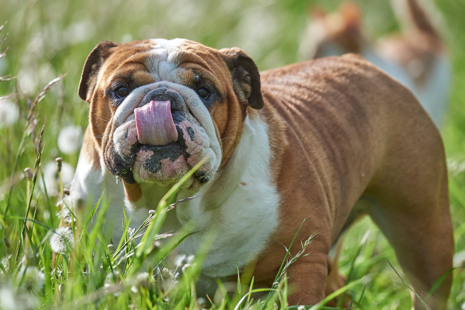 englische bulldogge
