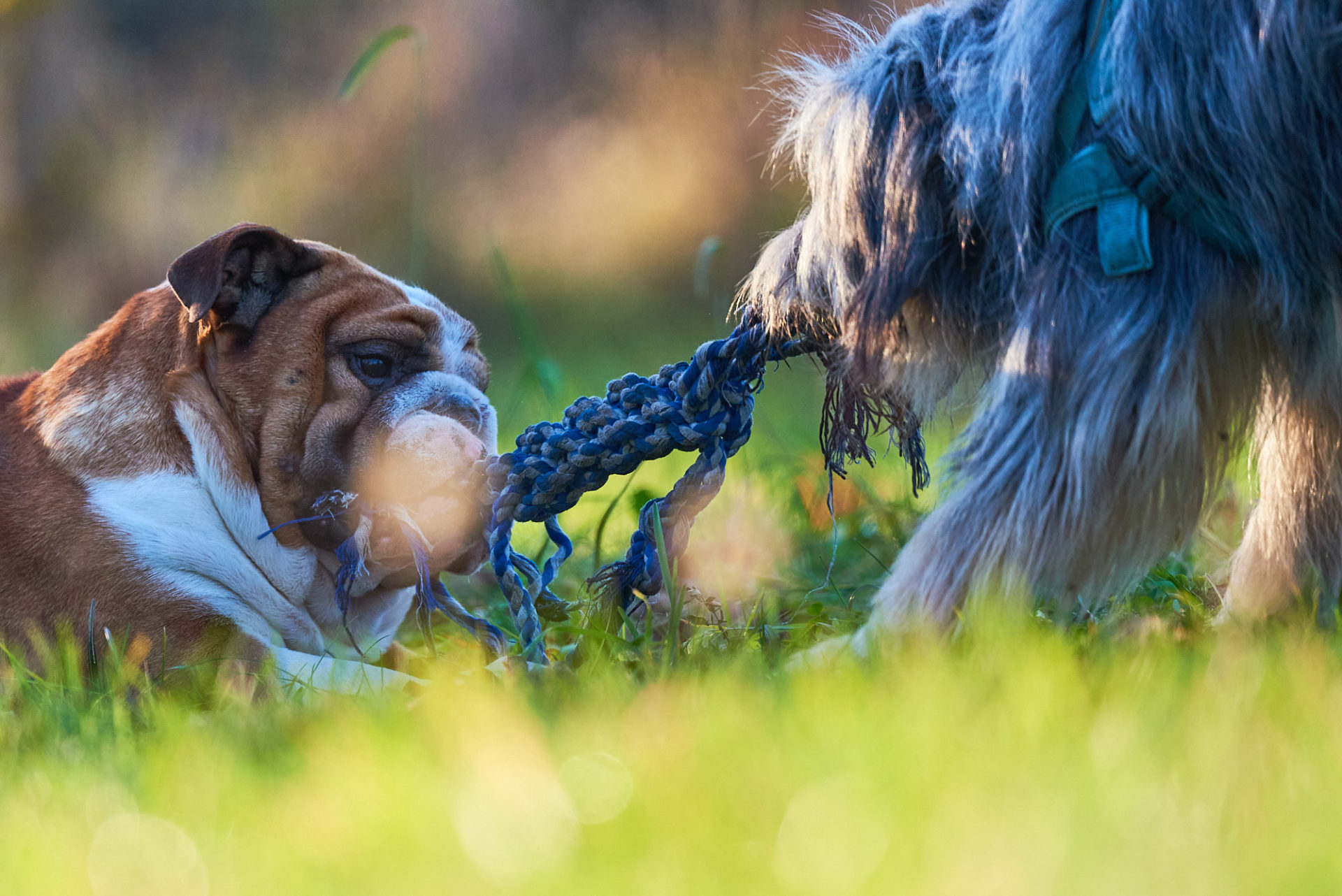 bentely und saba