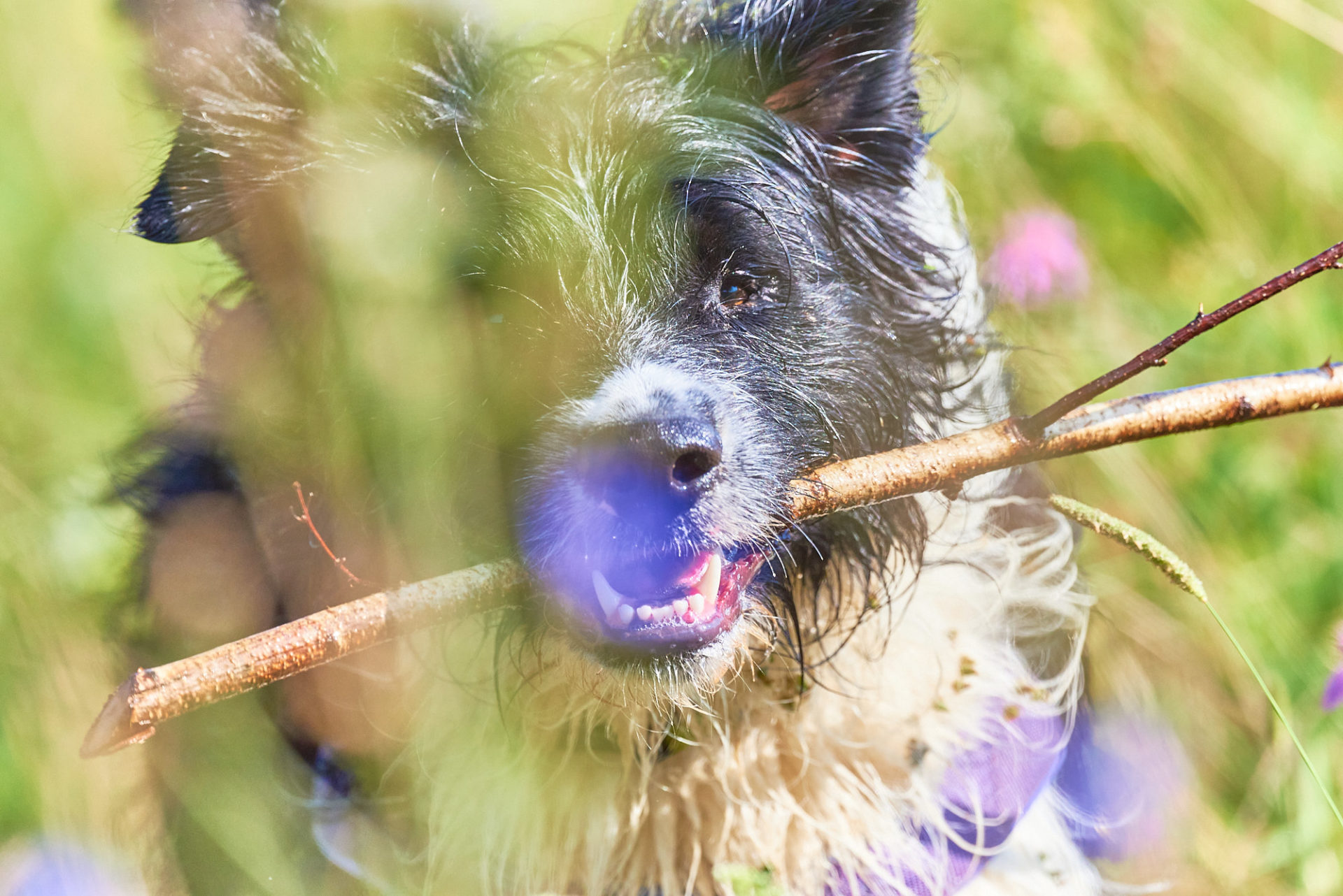 hund im gras mit blumen