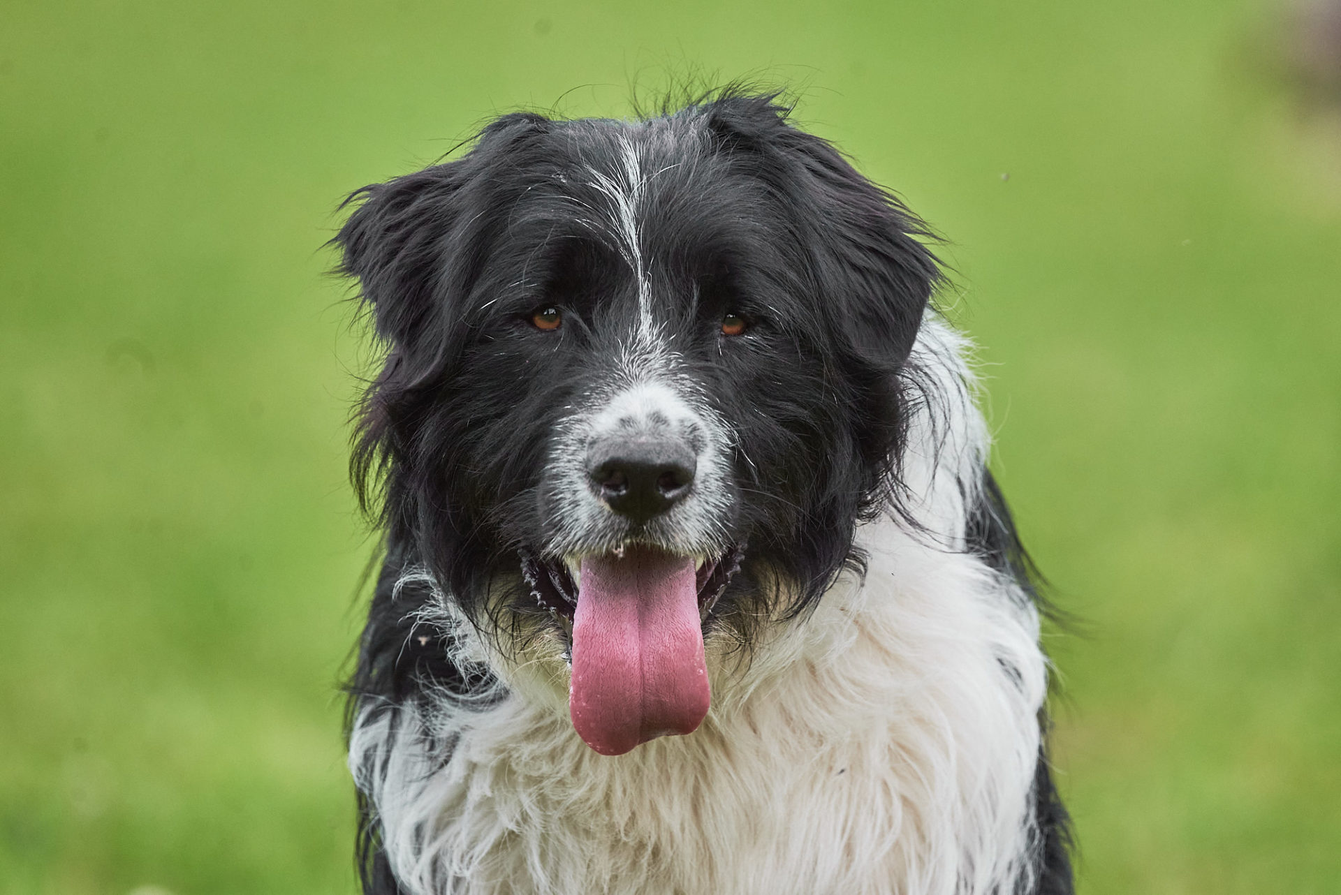 hund frontansicht