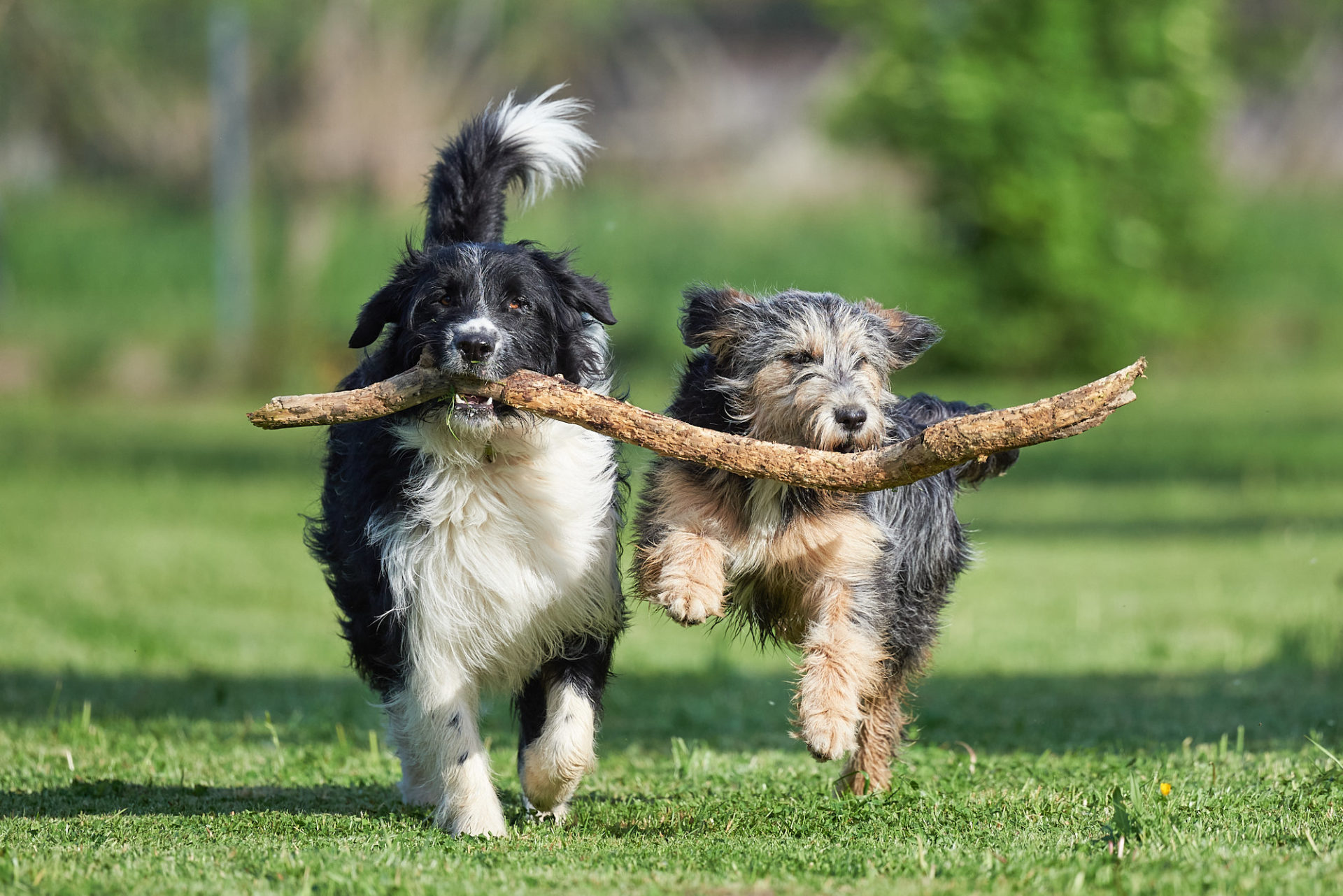 hunde spielen mit einem stock