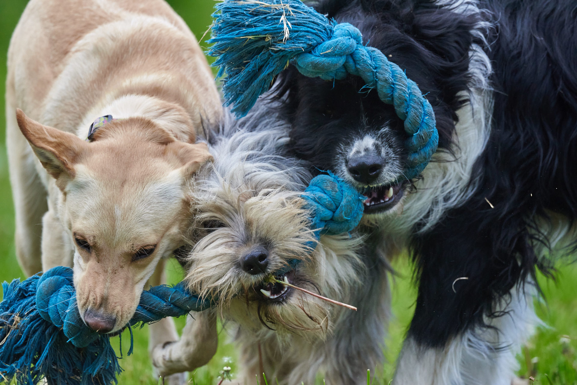 drei hunde am spielen