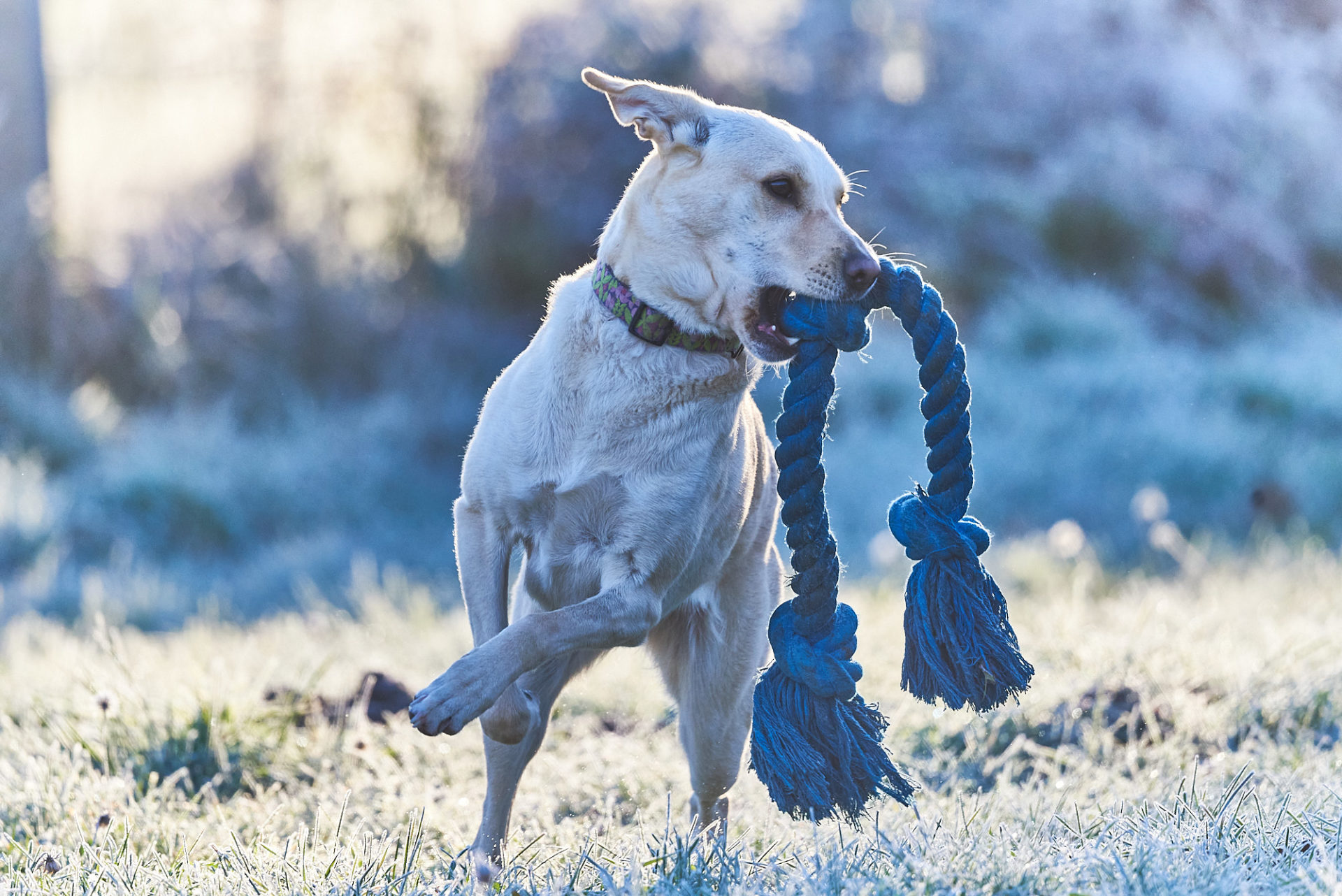 playing dog