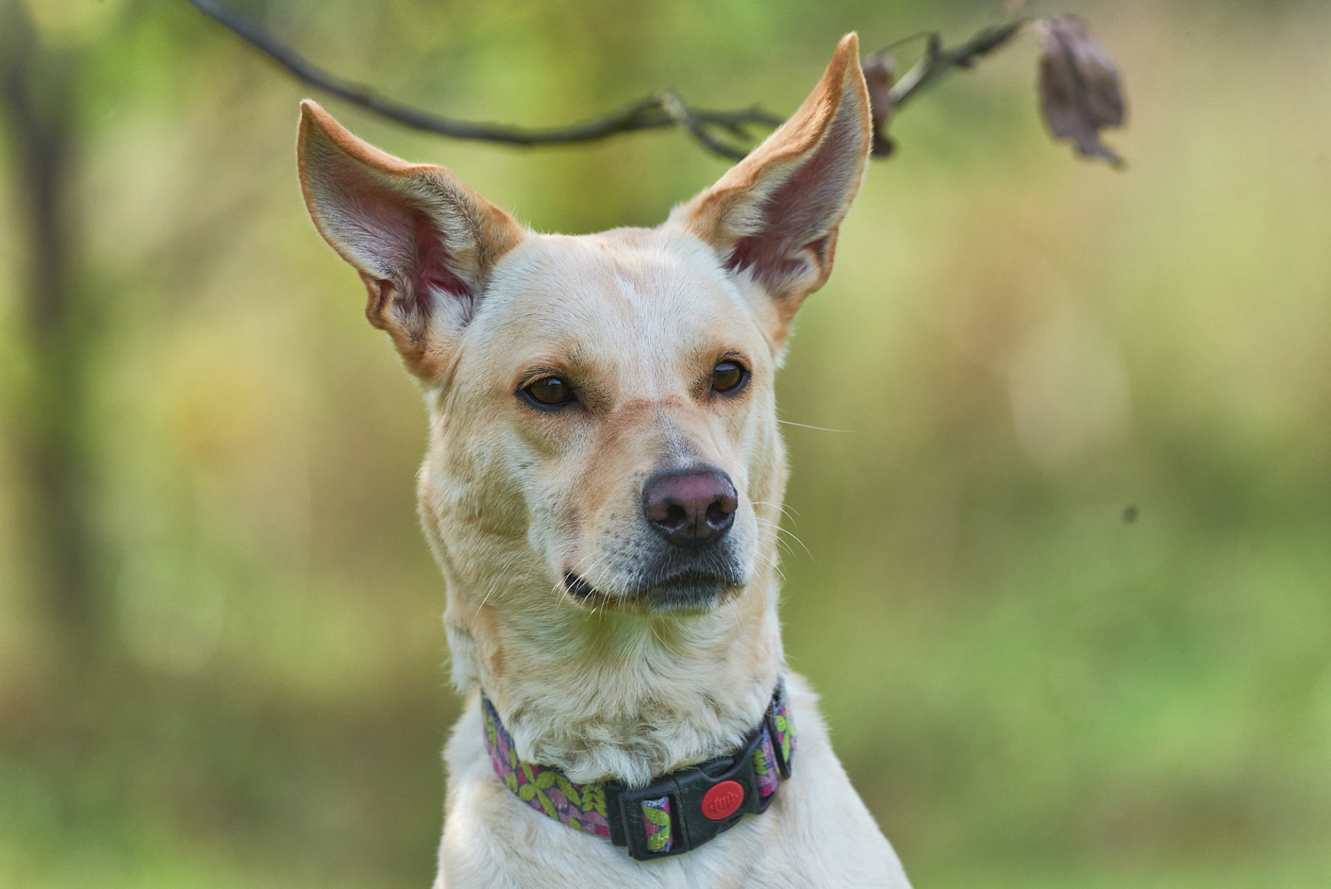 dog portrait