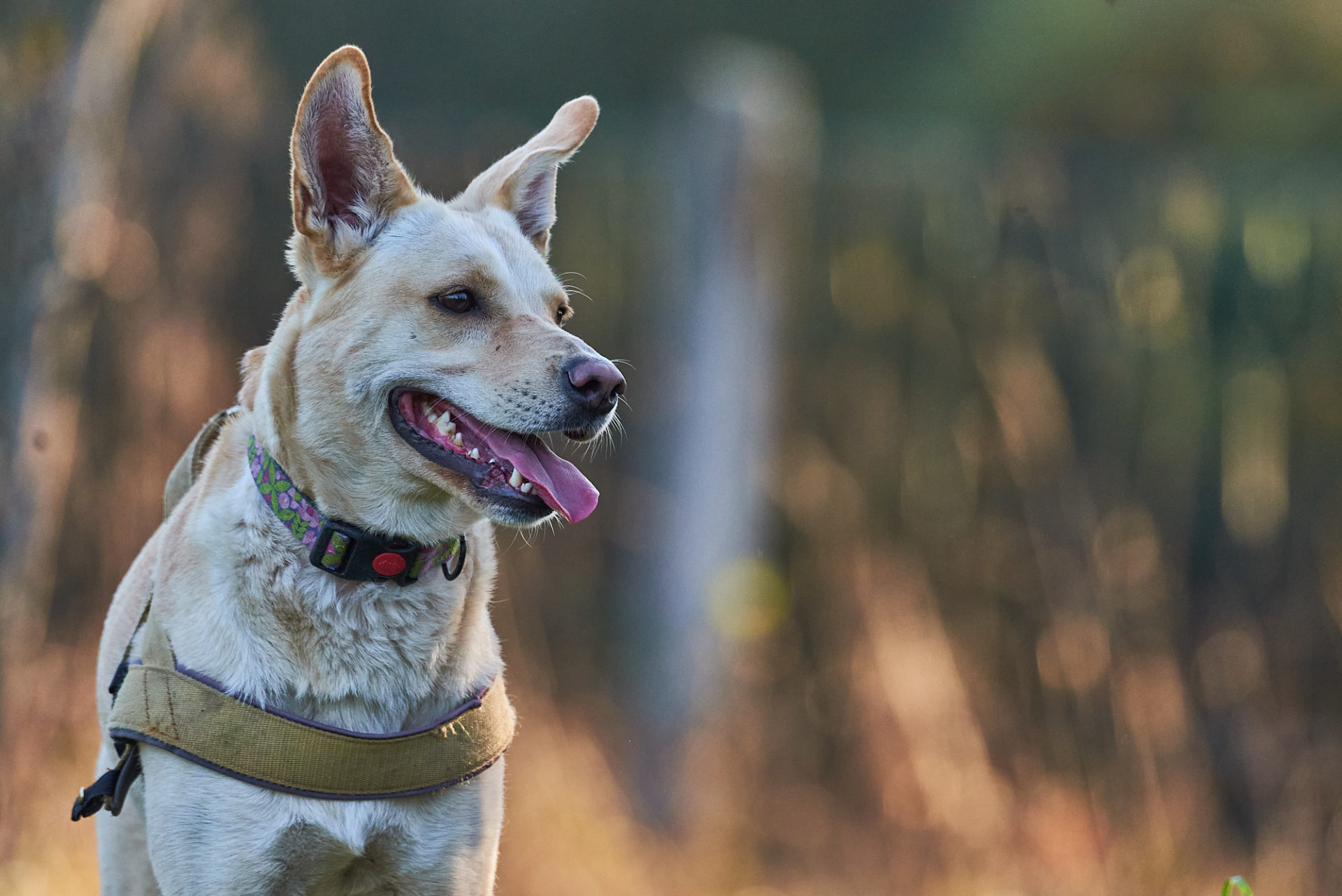 hund mit herbstfraben