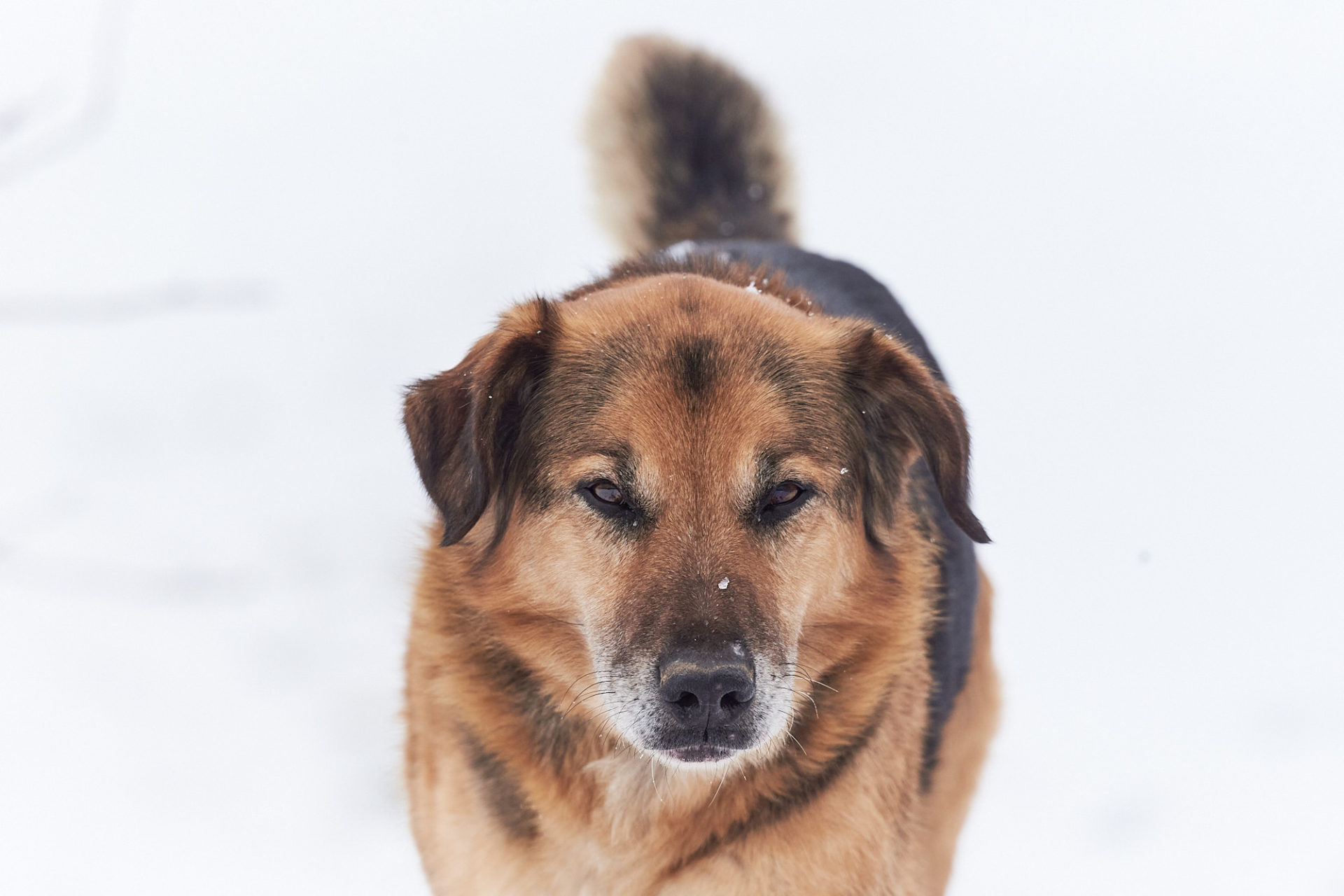 hund im winter
