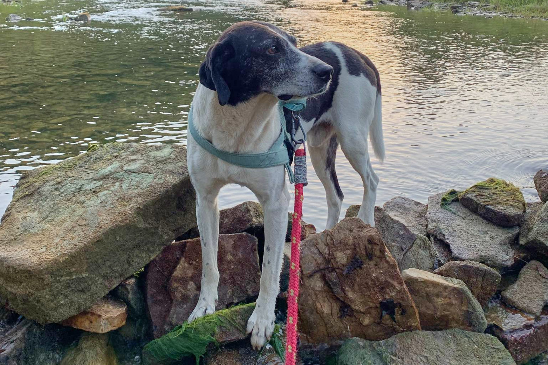 hund auf steinen