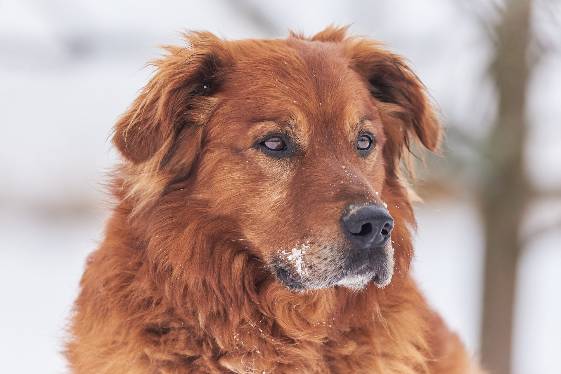 hund profil