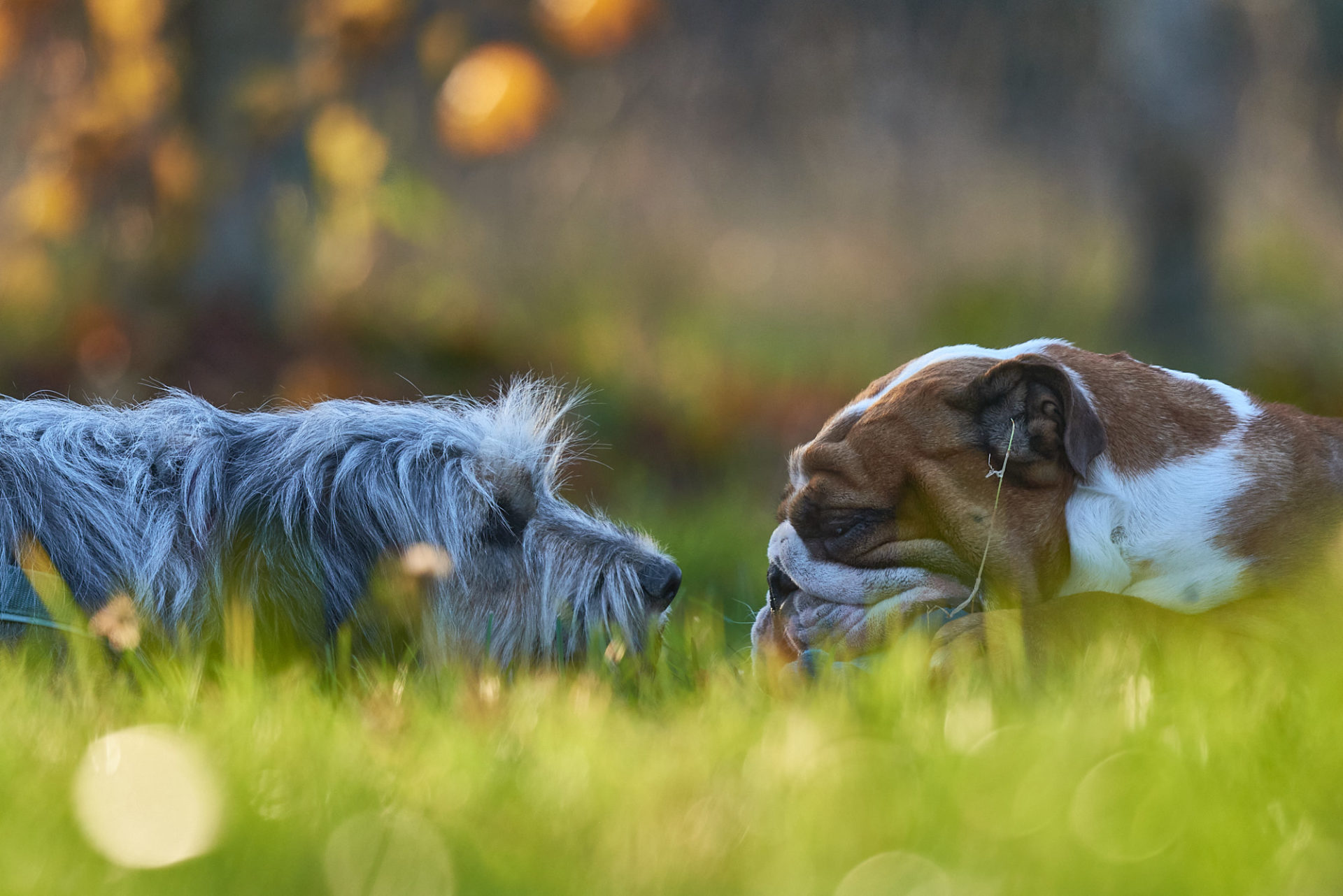 hunde in der wiese