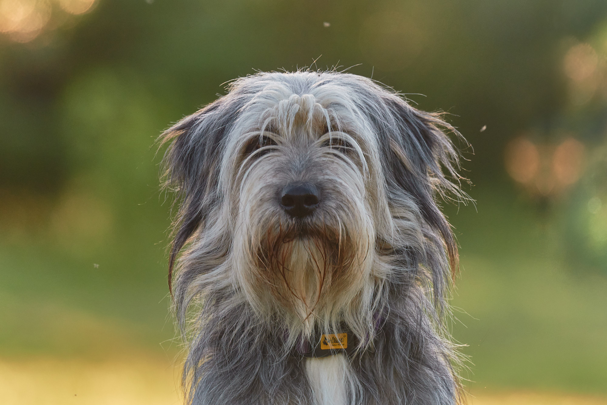 hundeportrait