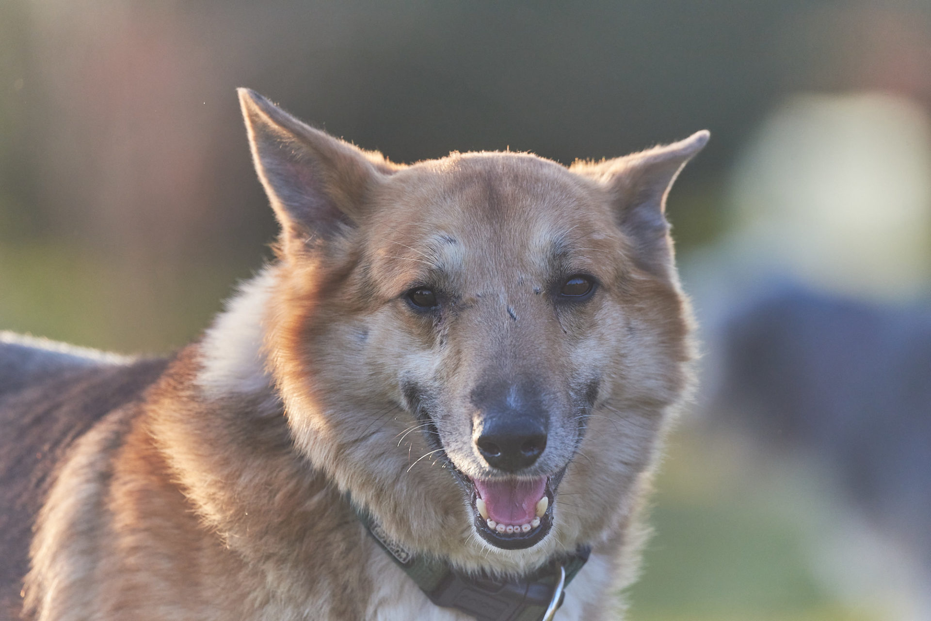 rescue dog portrait - kajtek