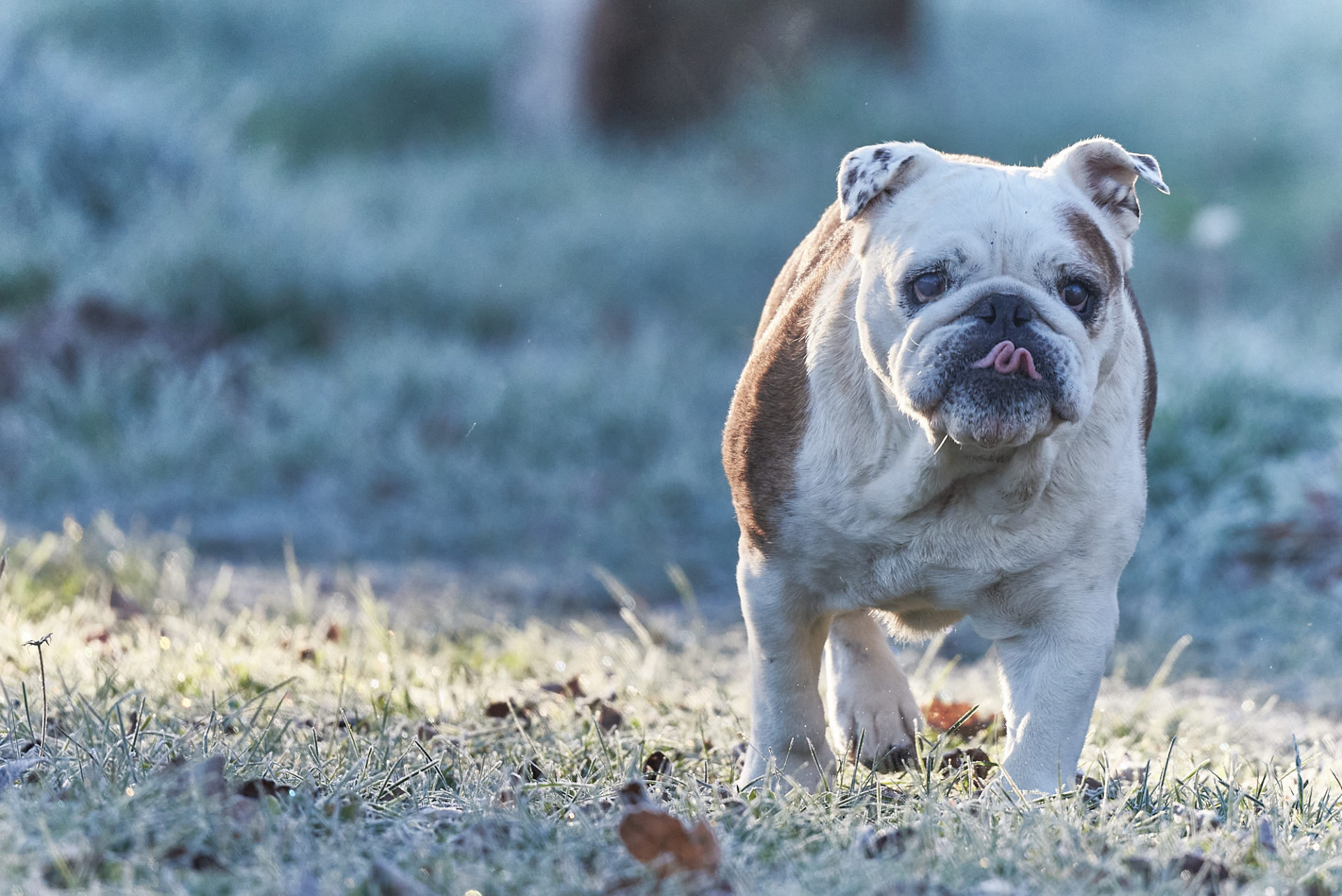 Hund im Winter
