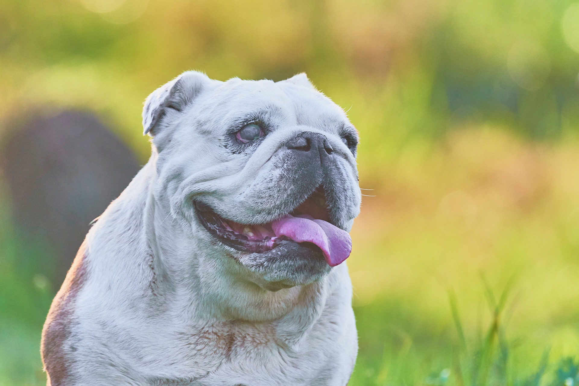 Hund im Sommer