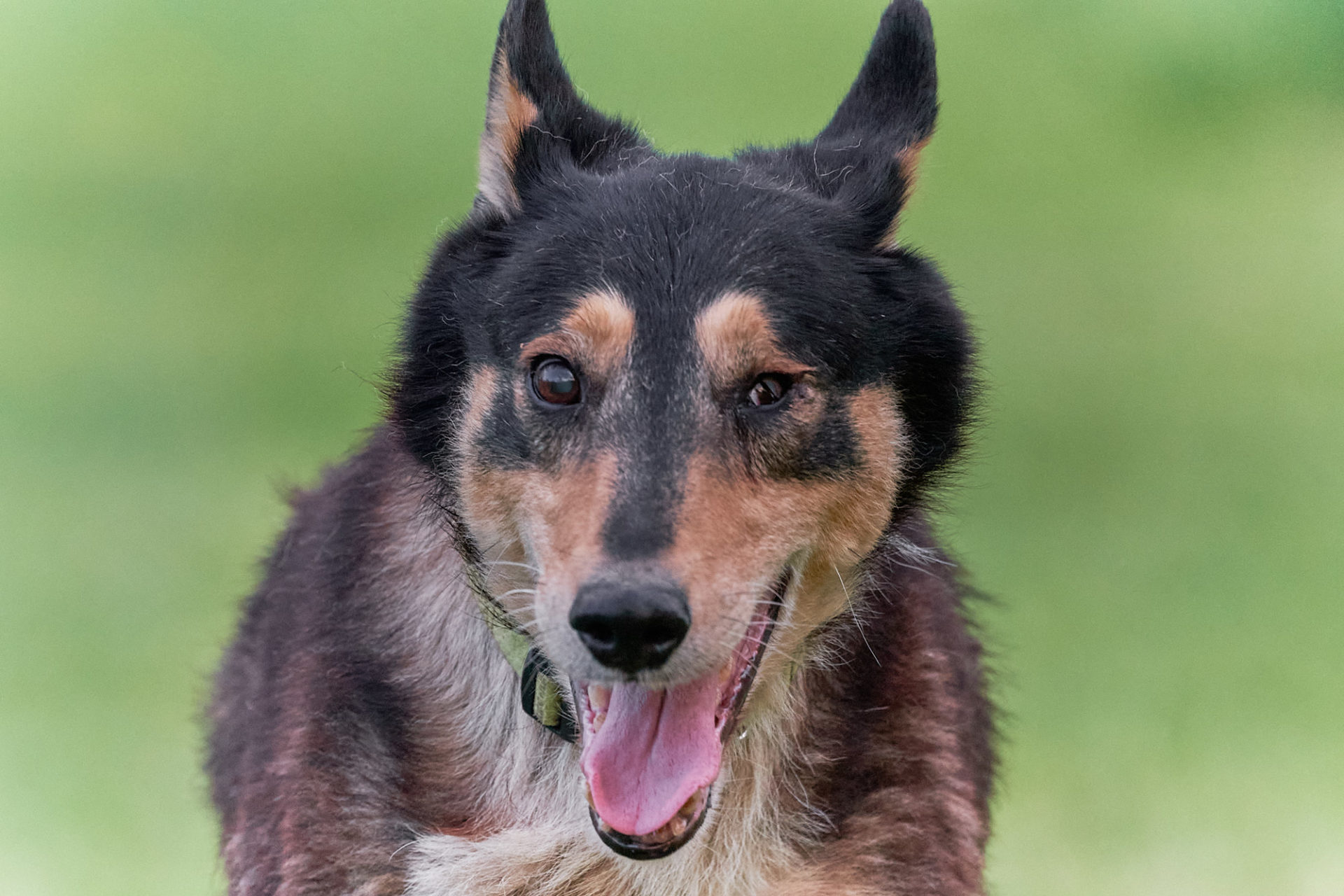 rescue dog portrait - jack