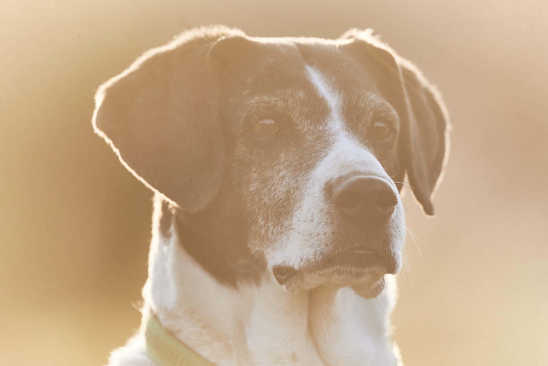 rescue dog portrait - pluto